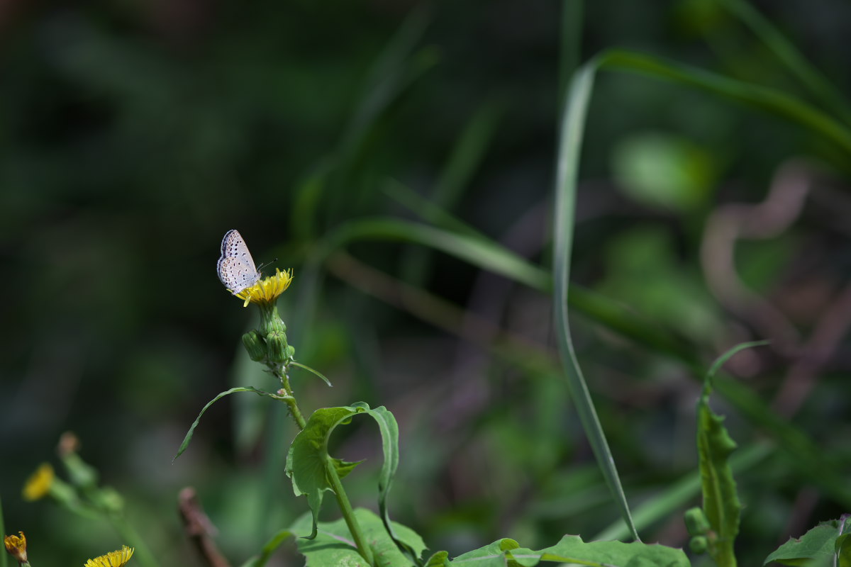 万葉植物園　キバナアキギリ（黄花秋桐）他_a0083081_18145178.jpg