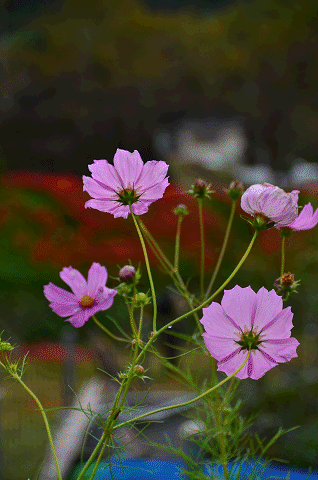 a0275782_9485445.gif