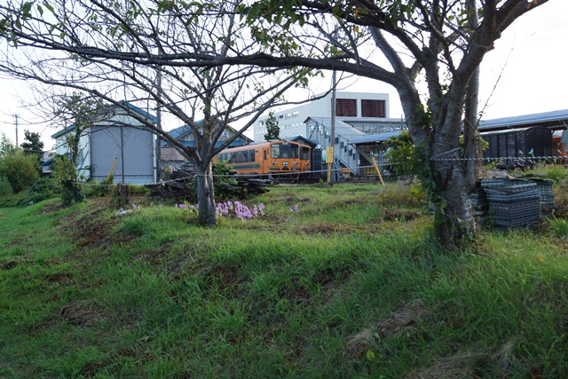 津軽鉄道の秋・・小樽運河 鮭、素敵な津軽鉄道、津軽鉄道と沿線の花、岩木山と津軽鉄道、岩木山とりんご_d0181492_9441438.jpg
