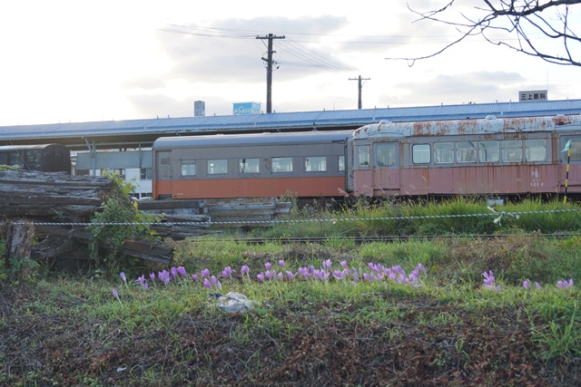 津軽鉄道の秋・・小樽運河 鮭、素敵な津軽鉄道、津軽鉄道と沿線の花、岩木山と津軽鉄道、岩木山とりんご_d0181492_947626.jpg