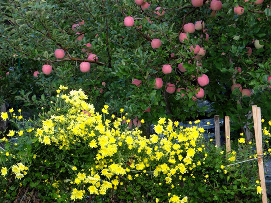 実りの秋の、リンゴ畑と食用菊の花など_a0136293_15194392.jpg