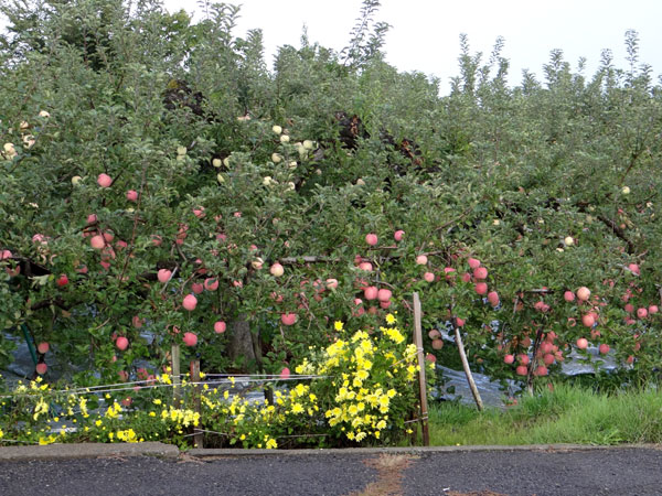 実りの秋の、リンゴ畑と食用菊の花など_a0136293_152144.jpg