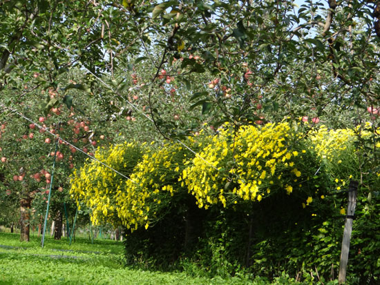 実りの秋の、リンゴ畑と食用菊の花など_a0136293_15434835.jpg
