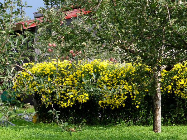 実りの秋の、リンゴ畑と食用菊の花など_a0136293_1548158.jpg