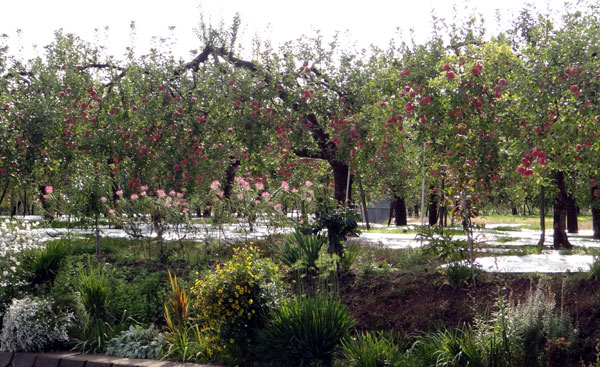 実りの秋の、リンゴ畑と食用菊の花など_a0136293_15503359.jpg
