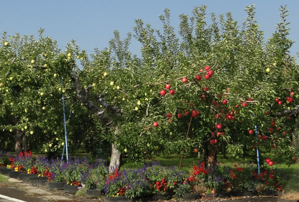実りの秋の、リンゴ畑と食用菊の花など_a0136293_15523988.jpg