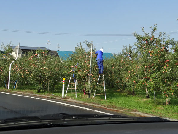 実りの秋の、リンゴ畑と食用菊の花など_a0136293_15545350.jpg