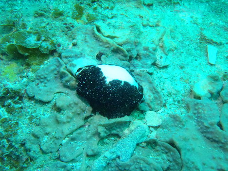 e0115199_13131066.jpg