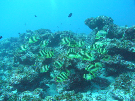 e0115199_1671695.jpg