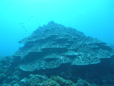 e0115199_1673828.jpg