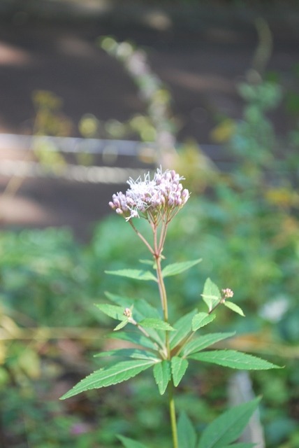 e0025300_13233840.jpg