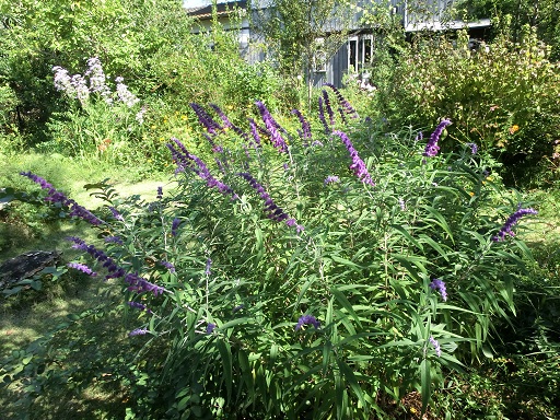 c0156104_22305436.jpg