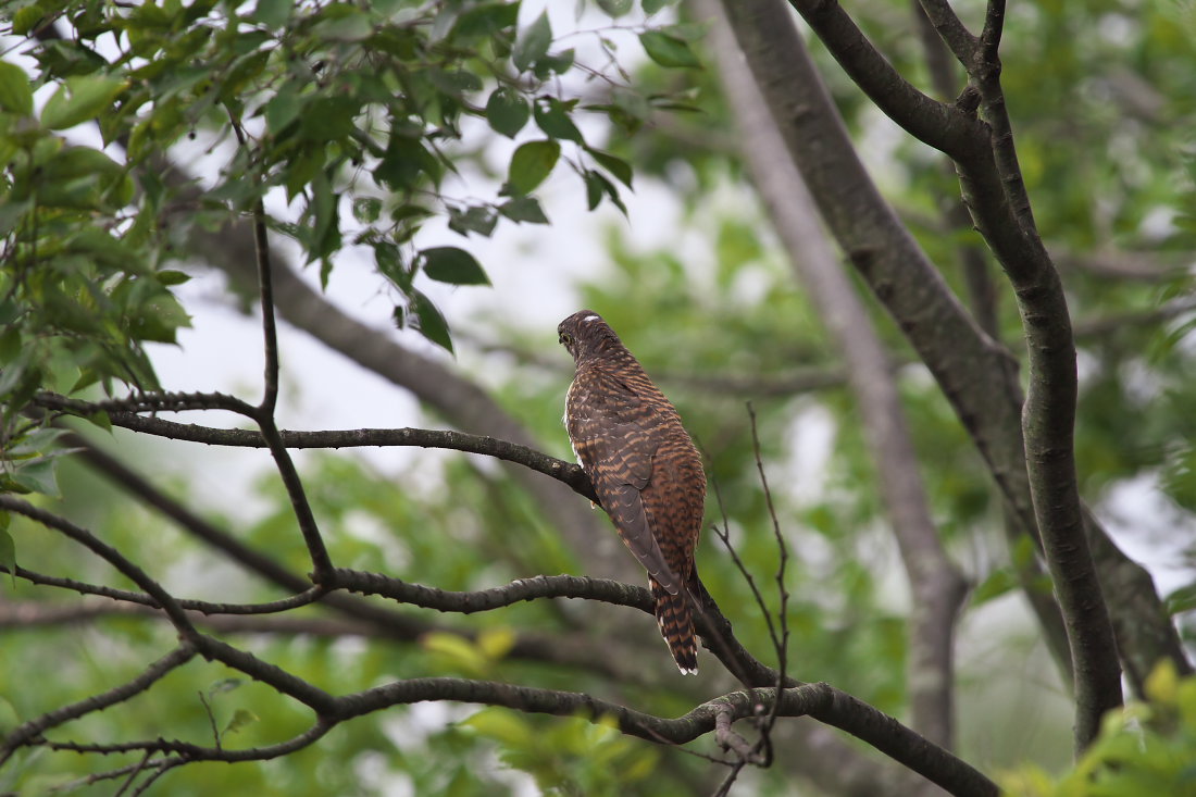 カッコウ幼鳥 赤色型 気ままに写真館 カッコウ幼鳥 赤色型 気ままに写真館
