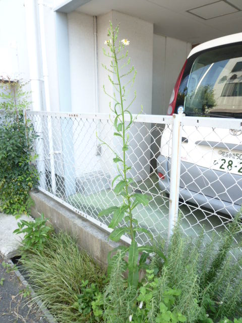 d0156706_1857632.jpg