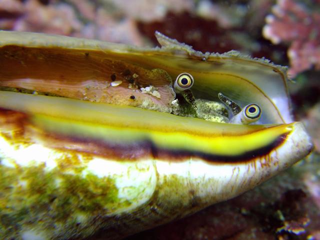 マガキガイ 2 葉山 権太郎岩 Strombus Luhuanus Linnaeus 1758 葉山の美味しいダイビング生活 マガキガイ 2 葉山 権太郎岩 Strombus Luhuanus Linnaeus 1758 葉山の美味しいダイビング生活
