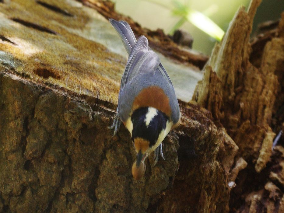 ヤマガラ・・・木の実運び_a0031821_17573246.jpg