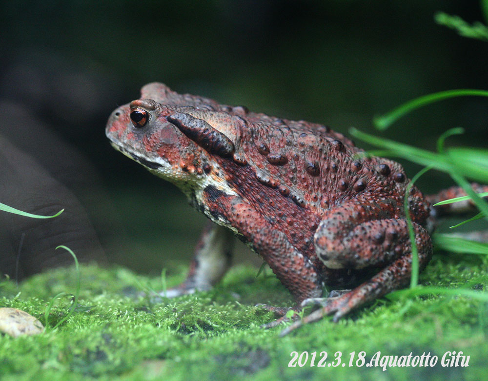 アズマヒキガル ナガレヒキガエル 三重野生生物談話会bbsブログ 動物編