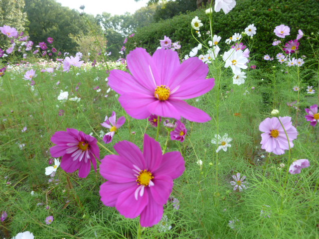 デイケアの書＆植物園見物_e0012724_20144.jpg