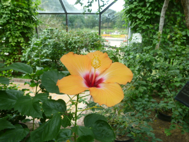 デイケアの書＆植物園見物_e0012724_255478.jpg