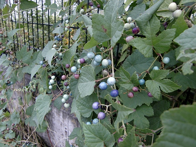 e0234924_6303152.jpg