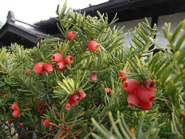 e0234924_6423783.jpg