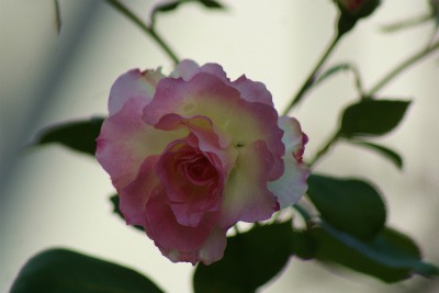 f0170524_17251843.jpg