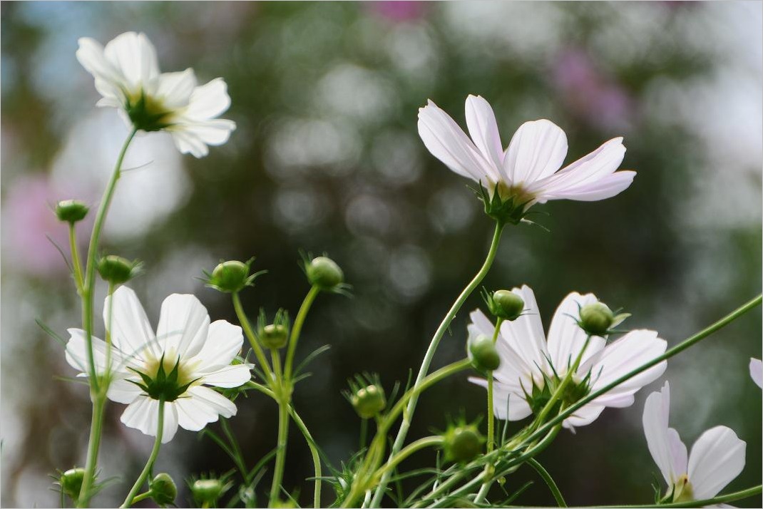 ■■  秋 桜 2012_c0152332_17521616.jpg