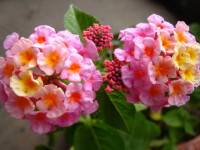 c0158033_8534316.jpg