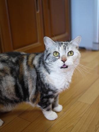 猫のお友だち さくらちゃん編。_a0143140_14461142.jpg