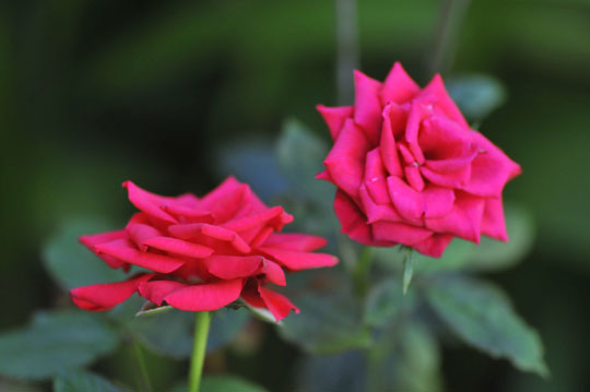 c0093046_9215943.jpg