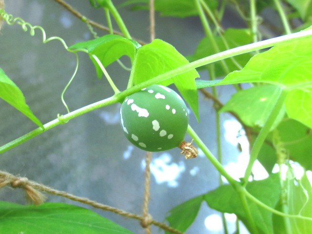 オキナンワスズメウリとカワラナデシコ_b0097747_1434818.jpg