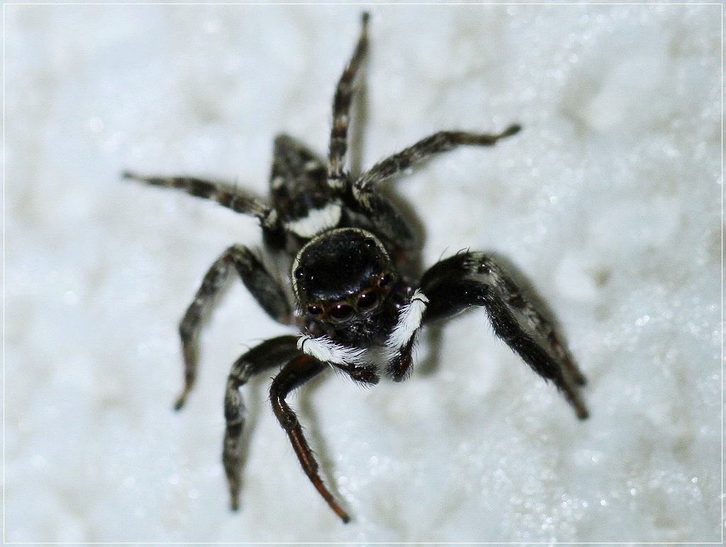 アダンソンハエトリ蜘蛛 Photo 風太