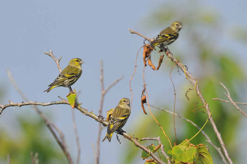 マヒワ（Eurasian Siskin）〜2012.10_b0148352_2303183.jpg