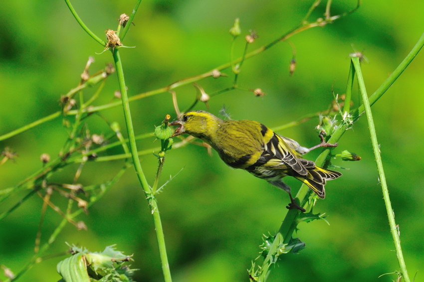 マヒワ（Eurasian Siskin）〜2012.10_b0148352_2314456.jpg