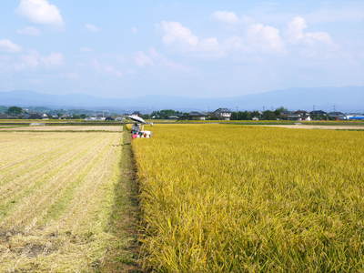 砂田米　ご飯がごちそうになるお米の稲刈り　その3_a0254656_16394399.jpg