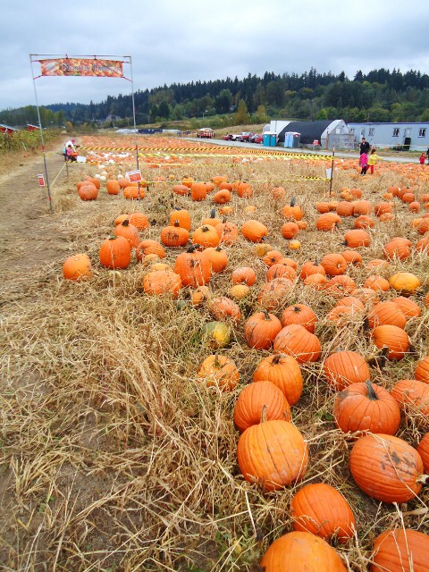 パンプキン・パッチ。　-Dr. Maze\'s Farm_d0172957_15514577.jpg