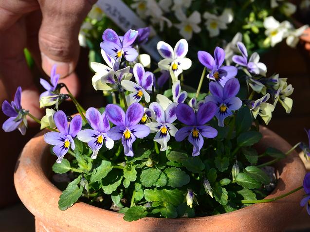 Nobukoさんのビオラ 碧いうさぎ 宮崎の花屋 アナーセン Nobukoさんのビオラ 碧いうさぎ 宮崎の花屋 アナーセン