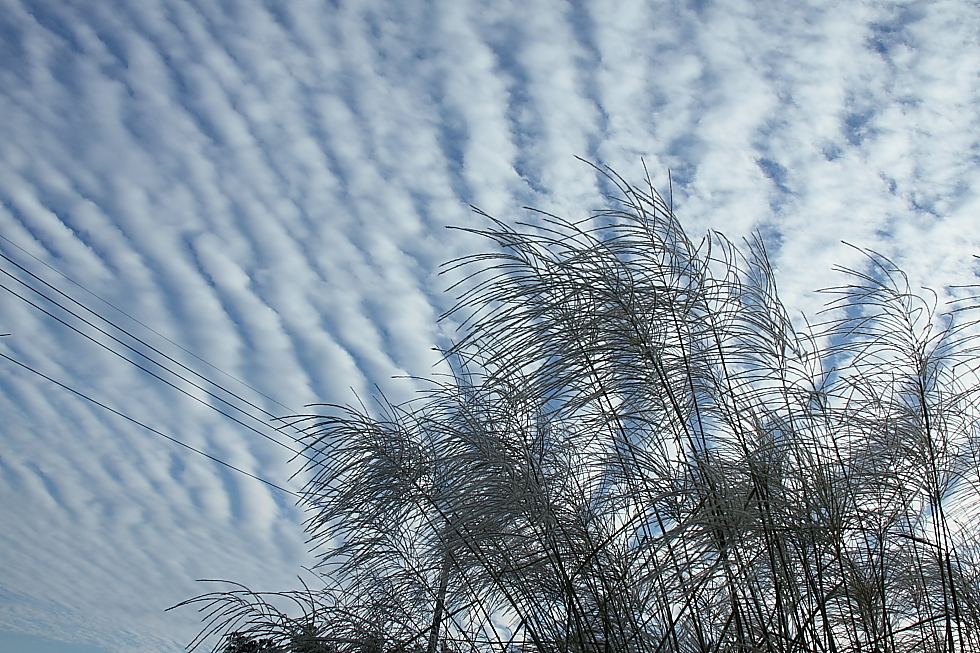 秋は空 10月13日の鯖雲 サバ雲 ぷんたのかあさん Photo徒然草