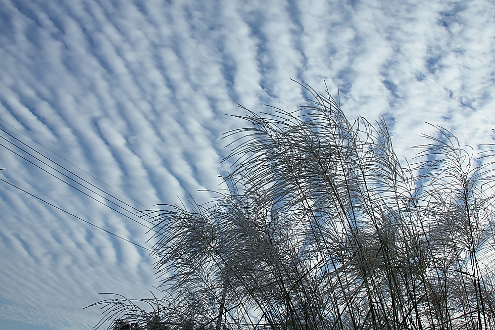 秋は空！　－　10月13日の鯖雲（サバ雲）　－_e0249878_22164093.jpg