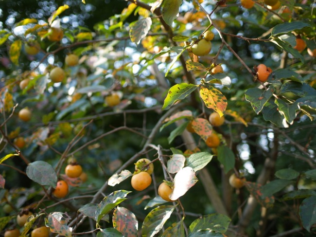 カキモミジ　柿紅葉_a0085679_19101446.jpg