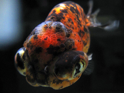 a0199486_2112526.jpg