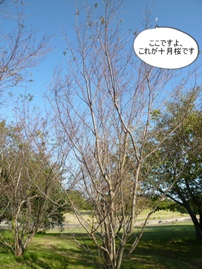 今年も十月桜_b0175688_06263.jpg