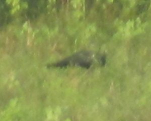 c0191589_1732147.jpg