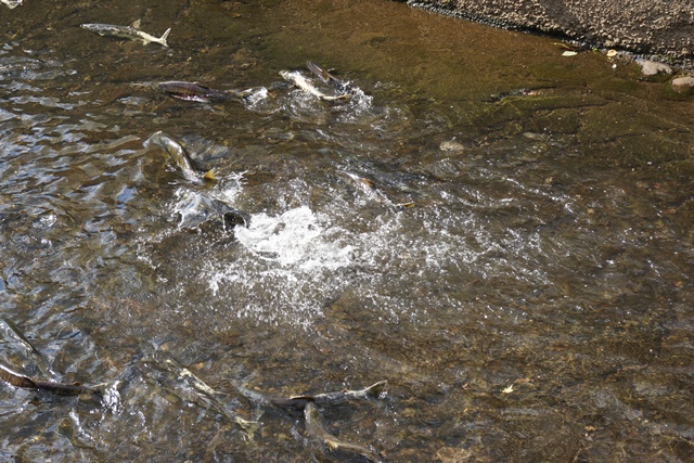d0181492_23574340.jpg