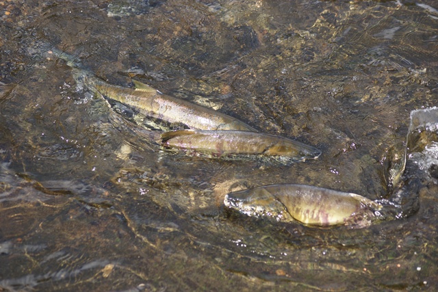d0181492_2359076.jpg