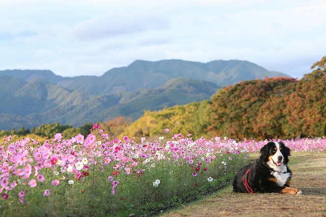 西都原コスモスと芋ほり_e0145693_22272682.jpg