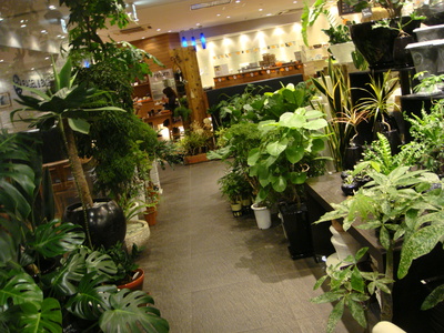 観葉植物入荷しました 香川県高松市の花屋さん ぐれいと 観葉植物入荷しました 香川県高松市の花屋さん ぐれいと