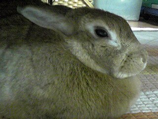 c0199098_0431530.jpg