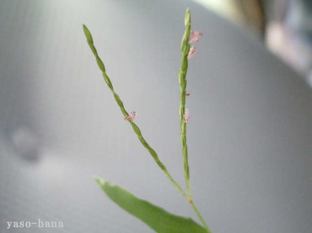 e0025300_1515060.jpg
