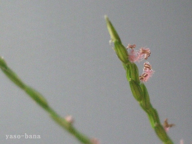 e0025300_15171024.jpg
